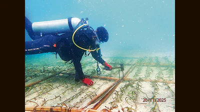 Frames of seagrass are planted on the seabed aroun 1768647132421