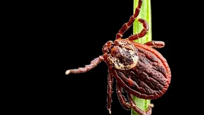 Monkey fever is mostly spread in areas around fore 1708975974252 1769672704663