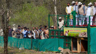 India launched the cheetah reintroduction project 1772288698513