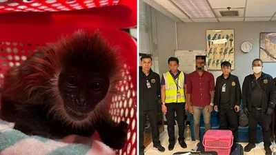 Indian Thailand Live Monkeys Indochinese Lutungs 1770863544729 1770863548878