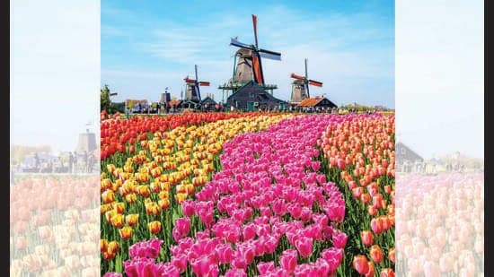 Tulips may be Dutch but a hundred years on they 1771532025174