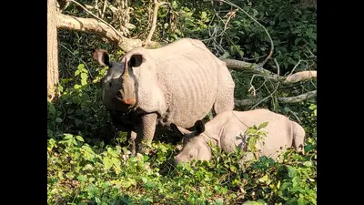 Dudhwa Tiger Reserve to use DNA analysis to pick g 1772983882344