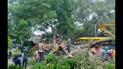 कार्मेल कॉन्वेंट पेड़ हादसा: HC ने चंडीगढ़ प्रशासन को दो सप्ताह के भीतर ₹1.5 करोड़ की राहत देने को कहा