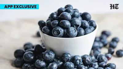 blueberries234 1773474251890 1773474275103