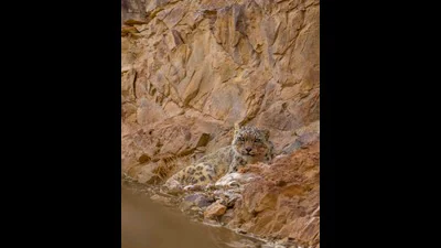 A snow leopard in the Rumbak Valley Nakul Raj 1775896069843