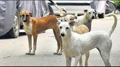 For representation only HT File Photo 1777037306247