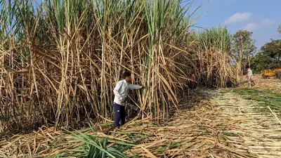 INDIA SUGAR OUTPUT 0 1776907240626 1776907250018