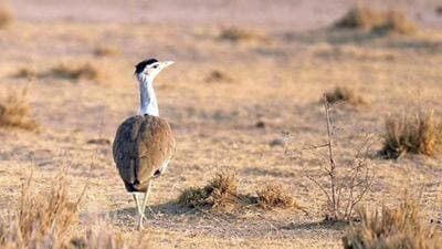 Large areas of wildlife habitat worldwide are like 1777038386637