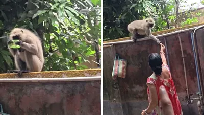 Mom Monkey Potato Scolds Soap Viral Video 1775624970714 1775624975601