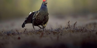 PEXEL Black Grouse 1776959068830 1776959068961