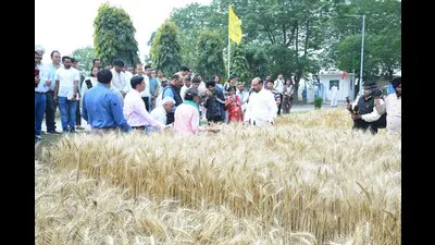 बारिश के बावजूद देश में गेहूं की पैदावार पिछले साल के लक्ष्य को पार कर जाएगी: आईसीएआर महानिदेशक