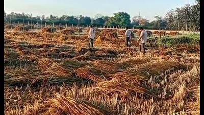 Unseasonal rain caused damage to wheat crop at a f 1775411453067
