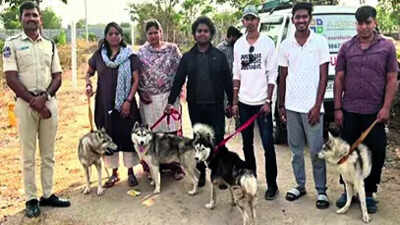 abandoned husky found dead 5 rescued 30 missing