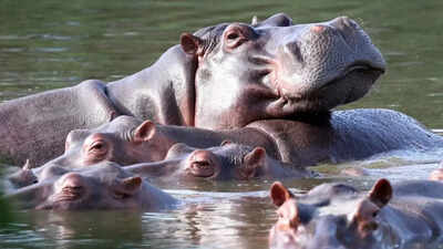 hippos float in the lagoon at hacienda napoles park ap photo