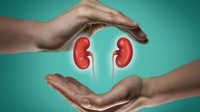 kidney 1773305188739 1773305196999 1776156572840