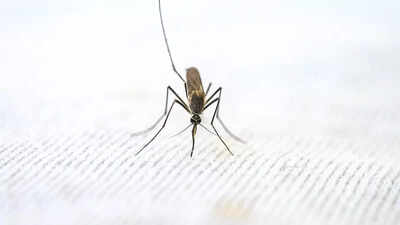 world malaria day 2023