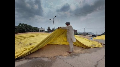 A labourer at the Bhagtanwala grain market in Amri 1777835322132