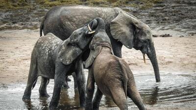 छत्तीसगढ़ के धरमजयगढ़ में 17 दिनों के अंदर 3 हाथी के बच्चों की मौत