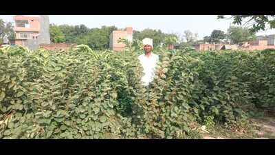 Farmer Rajendra Sonkar in his phalsa fields HT Ph 1779296305139