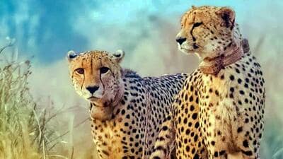 Five to six cheetahs from Kuno may soon be relocat 1779291443514