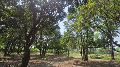 Mango trees with no fruits at an orchard in a Nigh 1777734931433