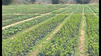 Nursery of saplings prepared for a large scale tre 1778262886653