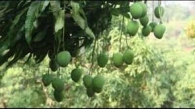 Optimal conditions for mango cultivation require a 1778182939734