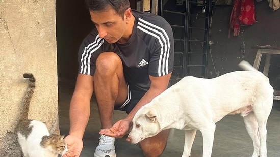 पंजाब द्वारा सार्वजनिक स्थानों से आवारा कुत्तों को हटाना शुरू करने के बाद सोनू सूद बोले; लोगों से उन्हें अपनाने और उनकी रक्षा करने का आग्रह करता हूं