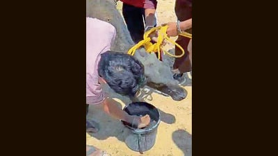 The rescued calf after the operation in Ludhiana o 1778096145570