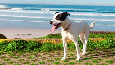 dog 1778136406645 1778136406783