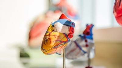 heart 1779188819663 1779188819810 5c30137f 1a22 4931 903c 1980bd1ddce8
