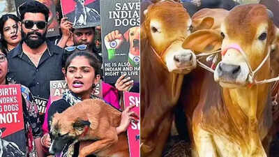 पहली बार, एनसीआरबी ने जानवरों के खिलाफ क्रूरता के मामलों पर नज़र रखी: 2024 में 10,312 गिरफ्तार किए गए | भारत समाचार