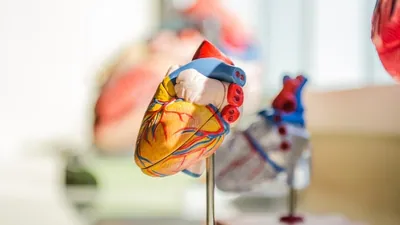 heart 1782286320325 1782286320446 94f88da2 6c03 4a19 a52f 26ba13e8670a