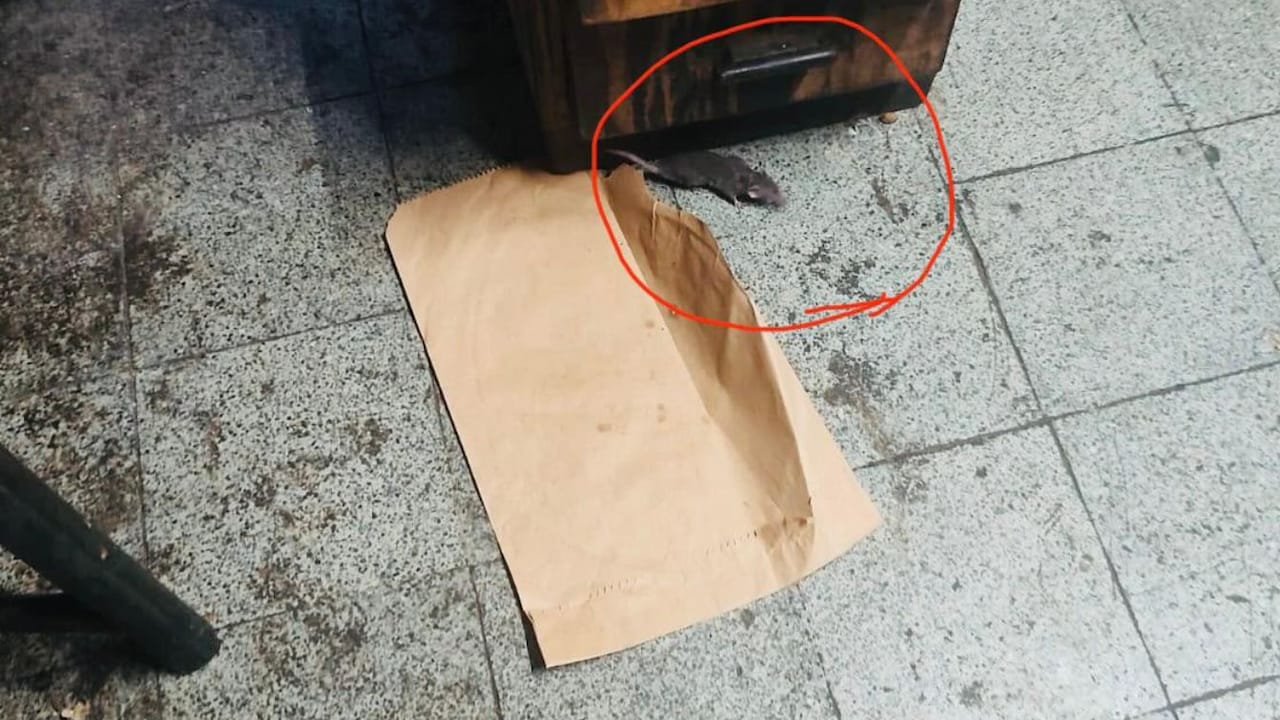 हीरा स्वीट्स, के रुस्तम आइसक्रीम में चूहे, घरेलू मक्खियाँ: महाराष्ट्र खाद्य प्राधिकरण ने की कार्रवाई 3 हीरा स्वीट्स, के रुस्तम आइसक्रीम में चूहे, घरेलू मक्खियाँ: महाराष्ट्र खाद्य प्राधिकरण ने की कार्रवाई