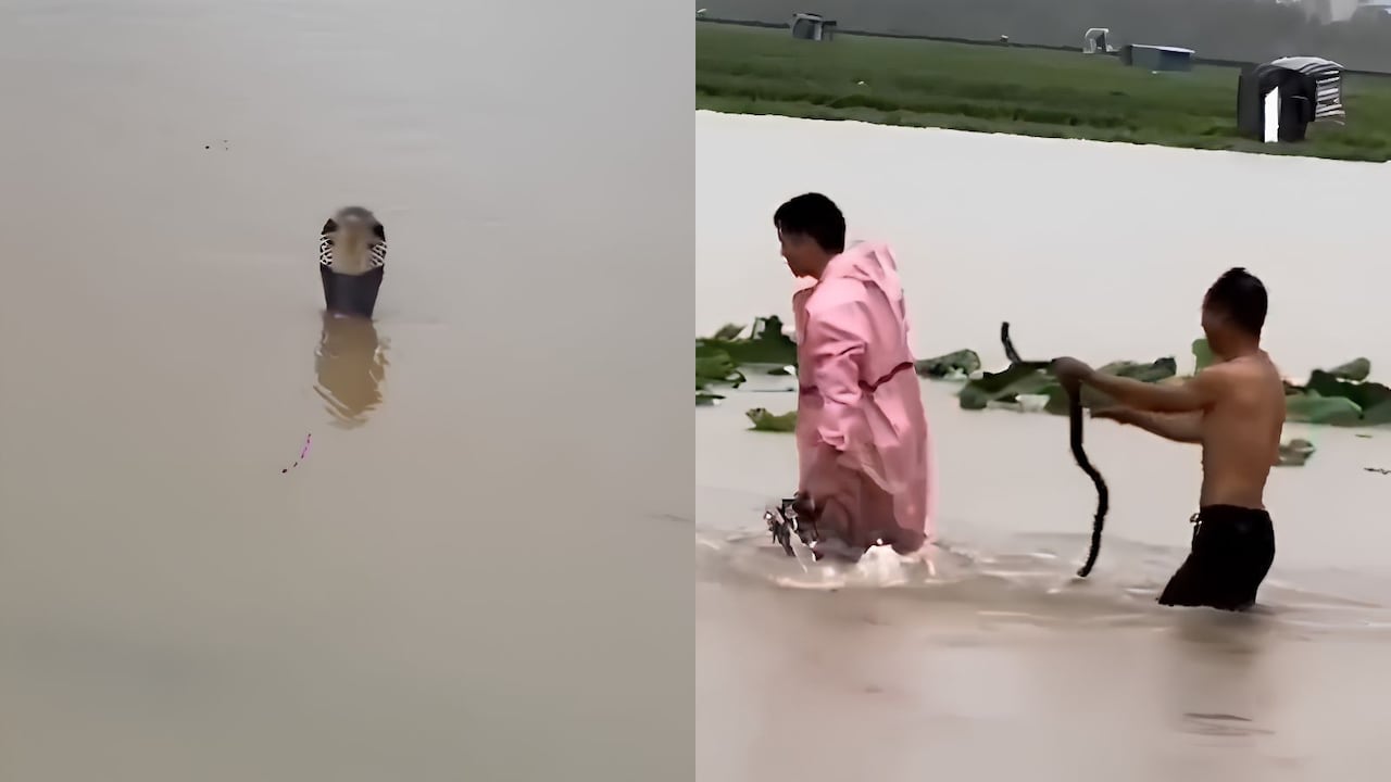 चीन में सांपों को भगाने का वीडियो: चीन में बाढ़ के बीच 900 से ज्यादा सांप आजाद हो गए, महिला की मौत, कई को काटा गया