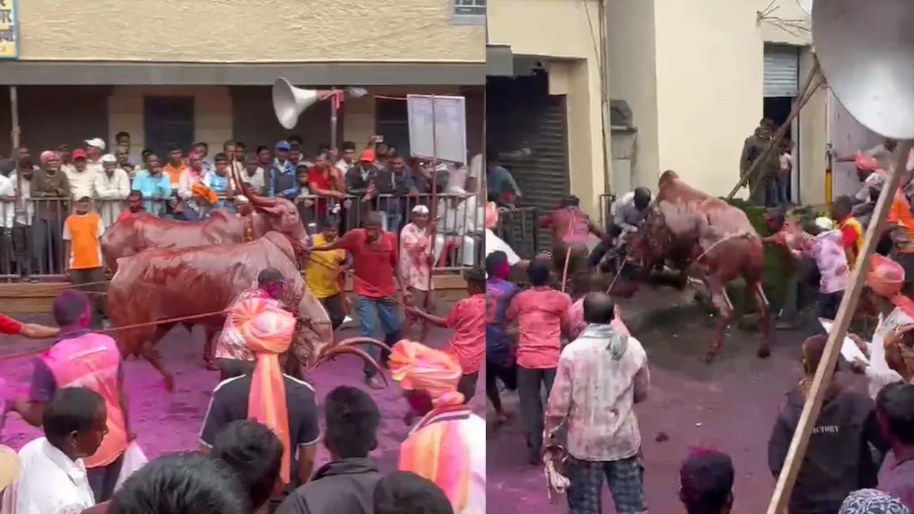 वीडियो: महाराष्ट्र के कोल्हापुर में प्रतियोगिता के दौरान भीड़ में सांड के घुसने से दहशत, छह घायल