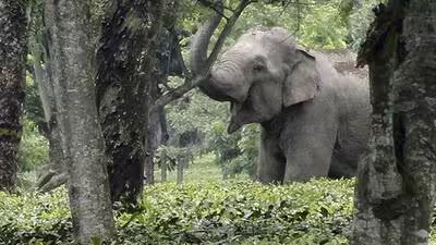 सुप्रीम कोर्ट ने हाथी गलियारे से व्यावसायिक गतिविधि हटाने को सही ठहराया 3 A wild male elephant inside a tea estate HT File 1784597973680