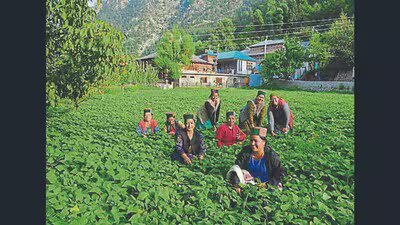 प्राकृतिक खेती को बढ़ावा देने के लिए हर ब्लॉक में बनेंगे मॉडल गांव: डीसी शिमला 4 Facilities for farmer training experience sharing 1784307990126