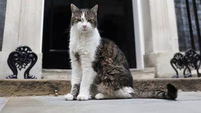 एक बिल्ली का सबक एक और प्रधान मंत्री को मात देने वाला है 4 Larry The Cat Reuters 1784282172964 1784282203987 b6c033c1 86ee 4b31 a11d 9ff07f4cdf3a