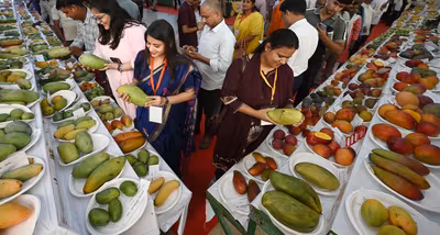 Mango gestttts 1783084913313 1783084913716 d5327a95 9260 4b5b a8eb ffc00ac9f88f