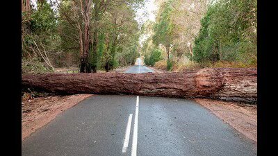 पेड़ यूं ही नहीं गिरते. वे शहरों द्वारा विफल हैं। 1 There is seldom a publicly available Tree Protecti 1784021862123