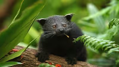 binturong